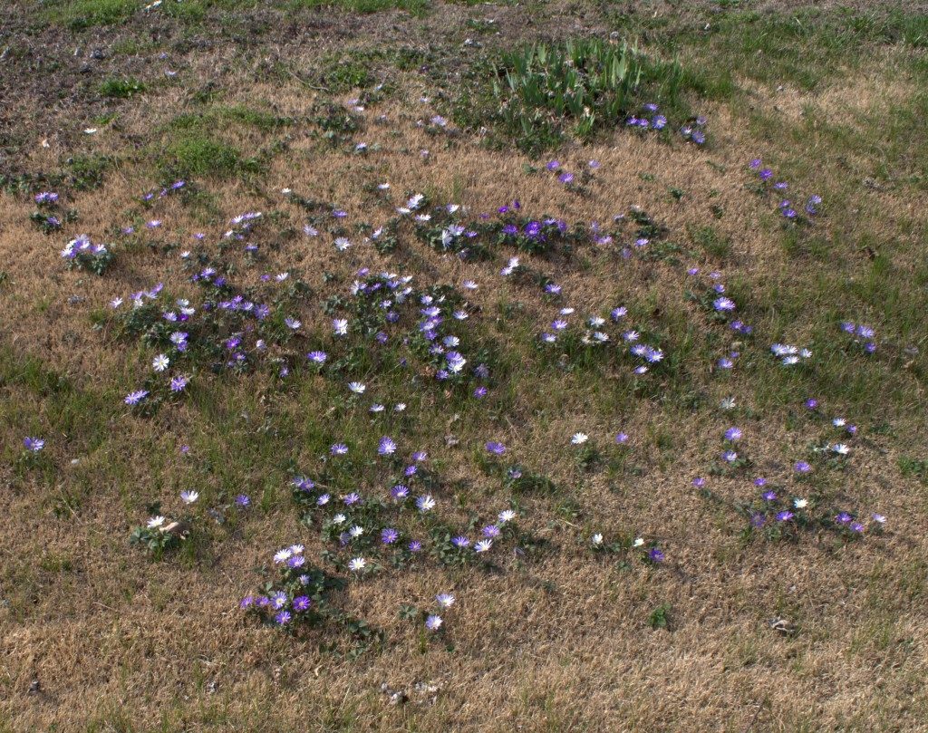 Large Grouping of Purple Anemones in the Yard