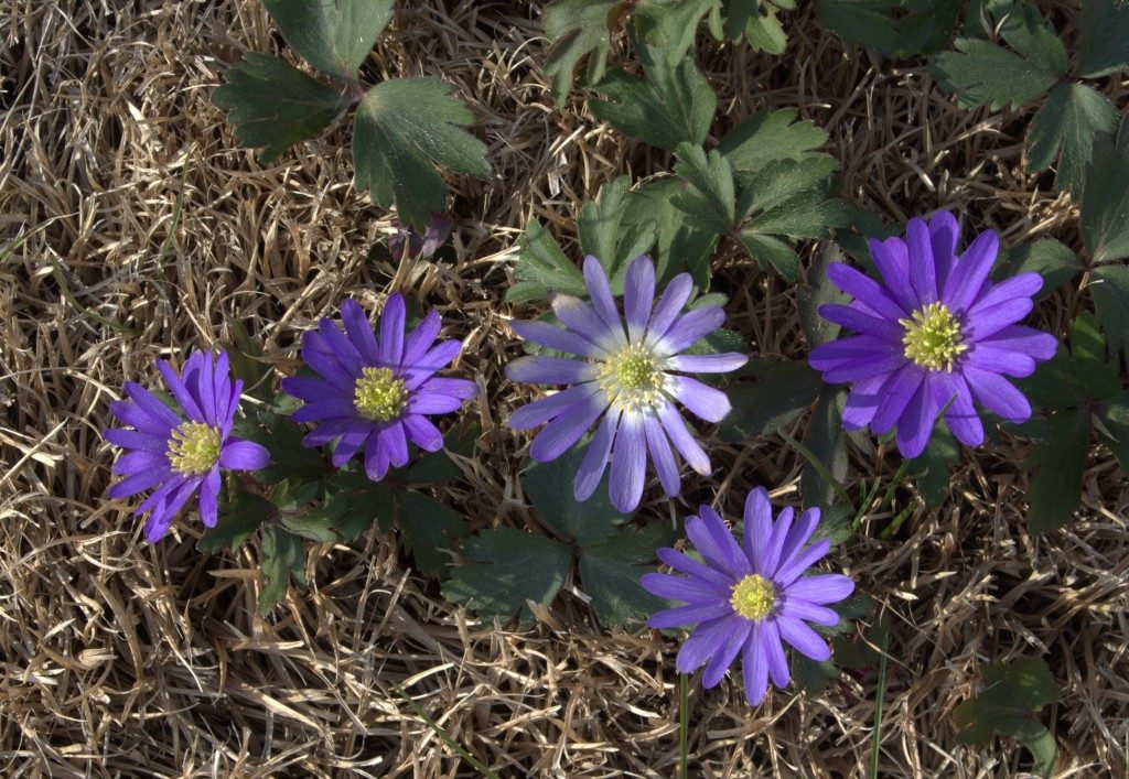 Early Spring Purple Anemones