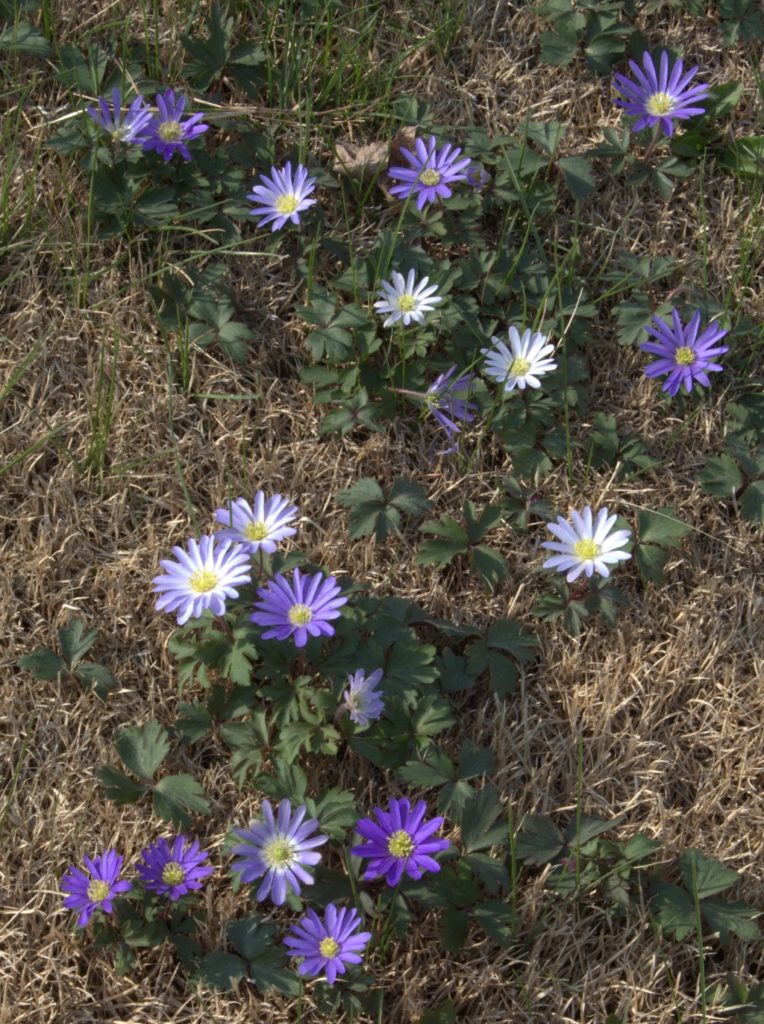 Purple and White Anemone Blanda