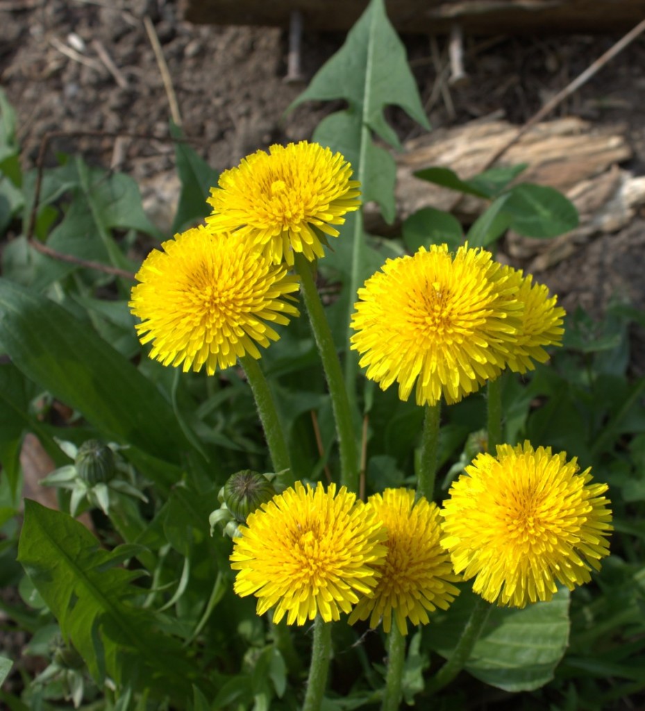 Dandelion Blossoms Open in the Daylight