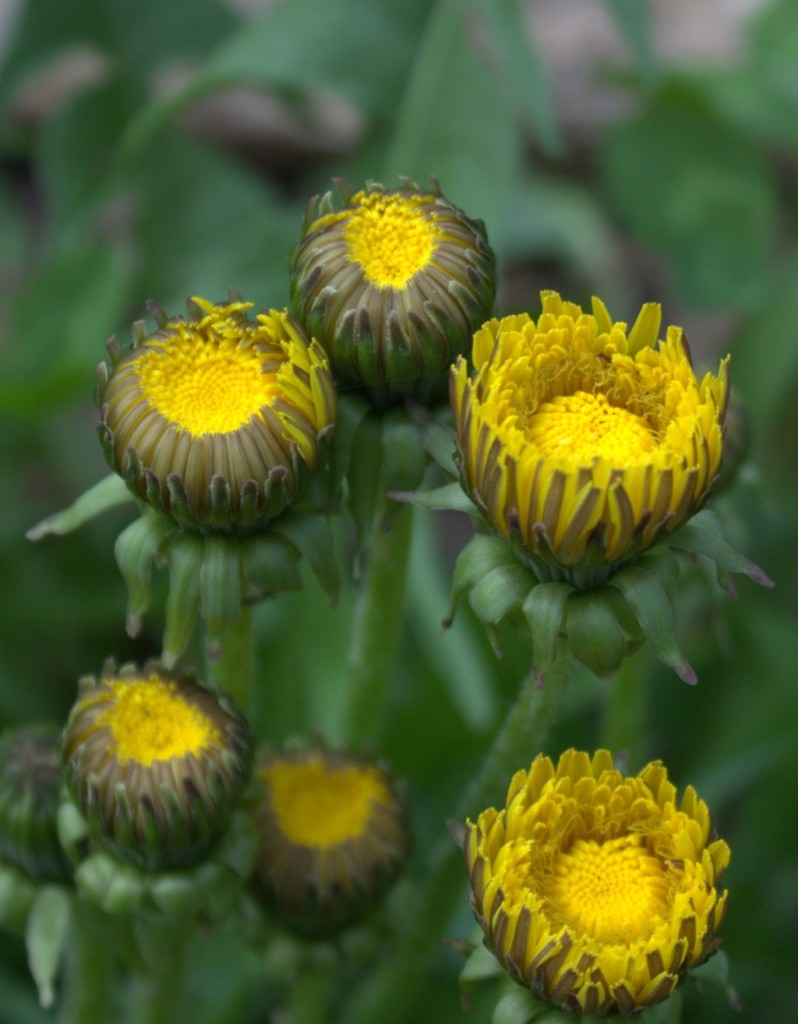 Dandelions Open Up At the Start of a Sunny Day